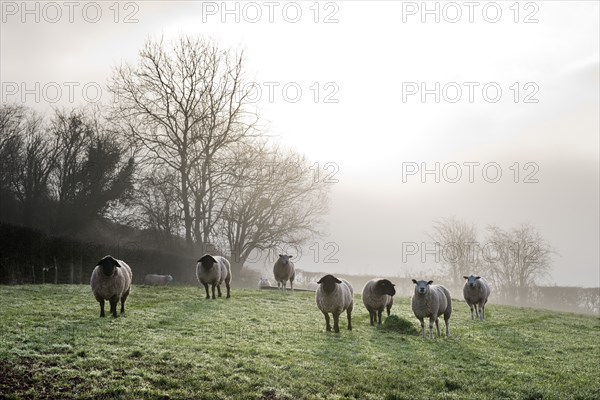 Inquisitive sheep, Herefordshire, 2017