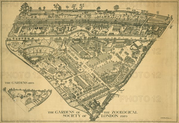 London Zoo, Regents Park, Westminster, 1929