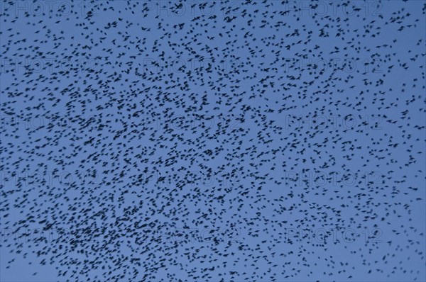 Murmuration of starlings at dusk over Gloucester Docks, Gloucestershire, 2009