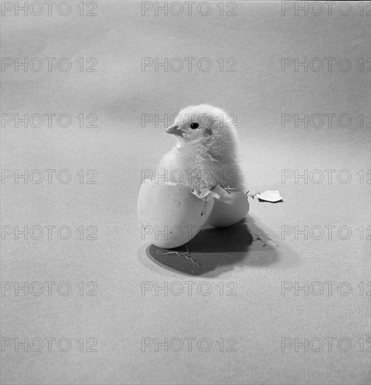 Newly hatched chick standing in an egg shell, 1946-1980