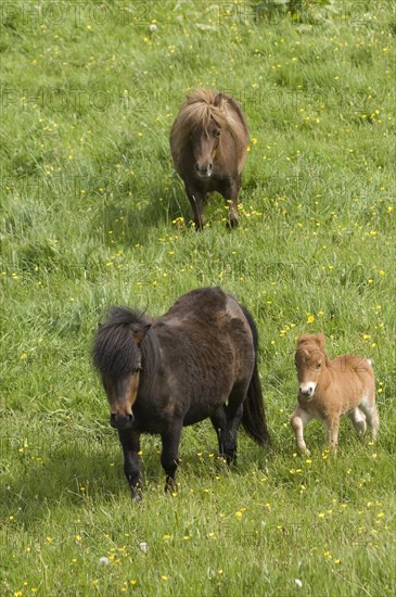 Shetland ponies and foal, Devon, c2008