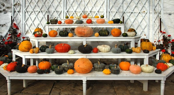 Ornamental pumpkins and squashes in the Vine house, Audley End, Saffron Walden, Essex, c2006