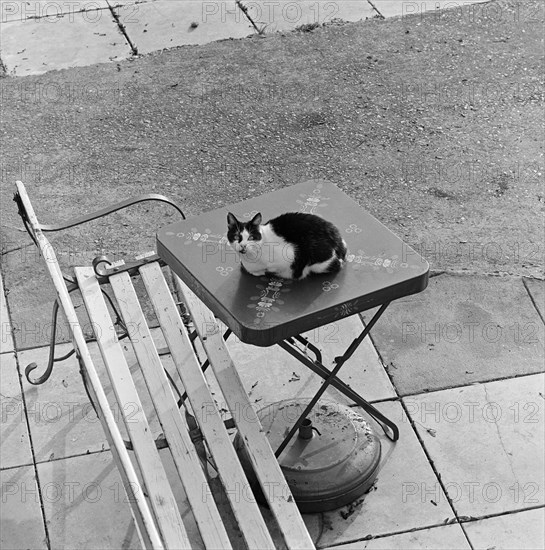 Cat sitting on a table, Berkhamsted, Hertfordshire, 1977