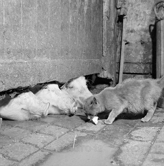 A cat eating off the ground at a farm in North Shropshire, 1960s