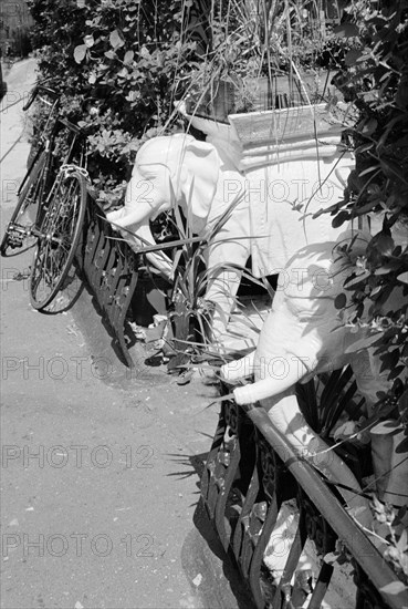 Two ornamental elephant planters in a Highgate garden, London, 1995