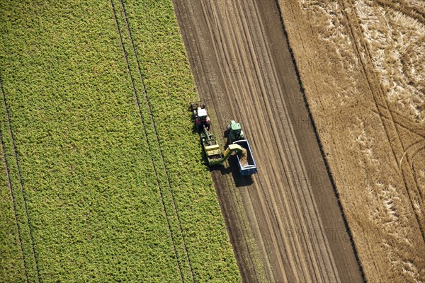 Harvesting, Glinton, Peterborough, Cambridgeshire, c2010s(?)