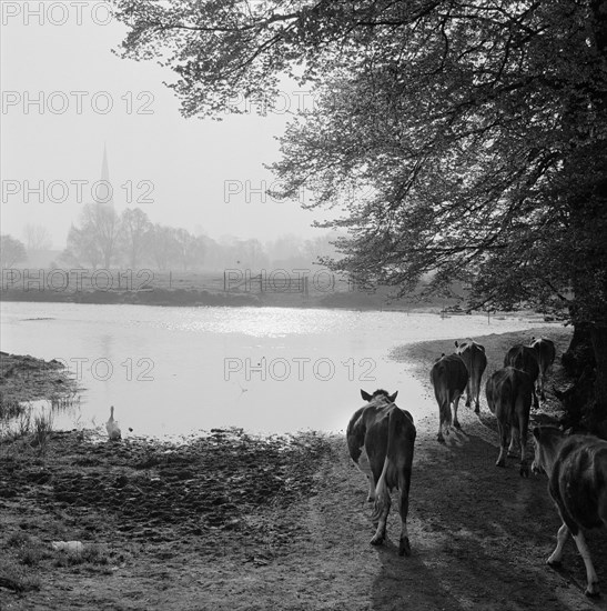 Water meadows, West Harnham, Salisbury, Wiltshire, 1958