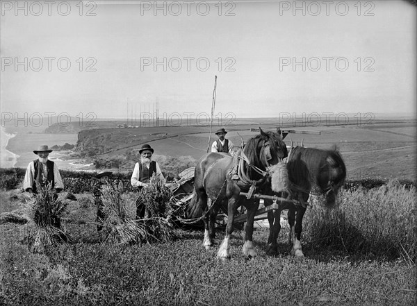 Richard Harvey and workers harvesting at Trenance, Mullion, Cornwall, 1900-1901