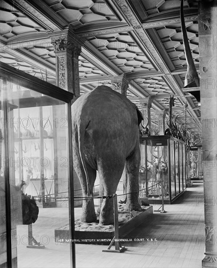 Natiural History Museum, London, 1870-1900