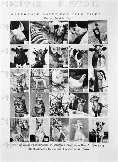 Animal montage, 1970