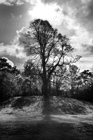 Tree on a mound to the south-east of the ruins of St Augustine's Abbey, Canterbury, Kent, c1989