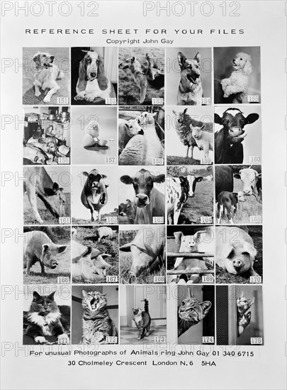 Animal montage, 1970