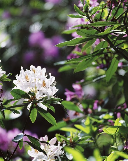 White rhodedendron flowers, Witley Court Gardens, Great Witley, Worcestershire, c2000-c2017