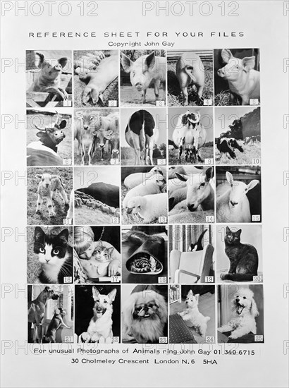 Animal montage, 1970