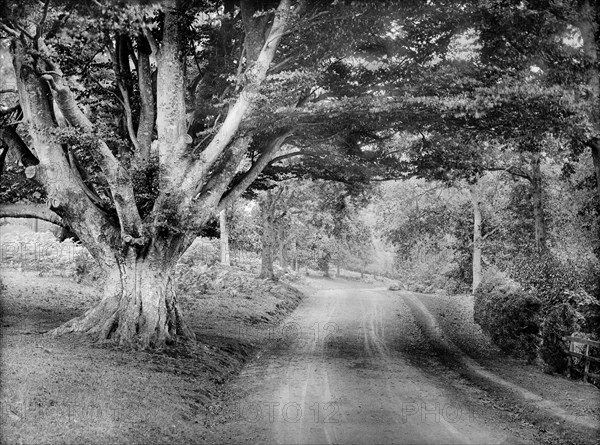 Parkland surrounding Highclere Castle, Hampshire, c1860-c1922