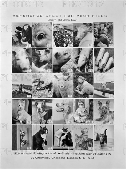 Animal montage, 1970