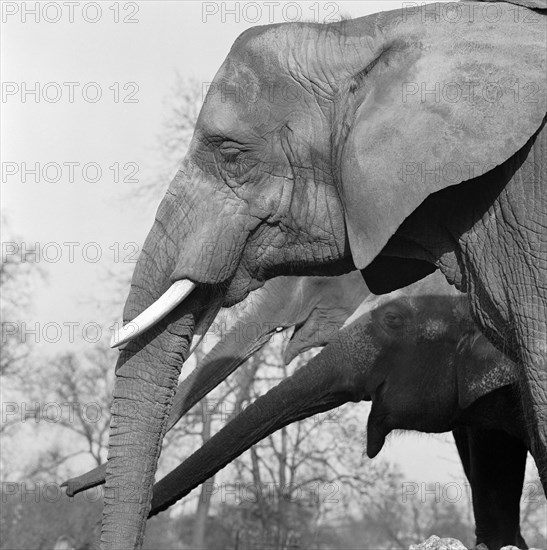 Elephants, London Zoo, Regent's Park, Westminster, London, c1964