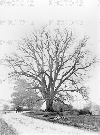 The Fyfield Elm, Fyfield, Oxfordshire, 1867