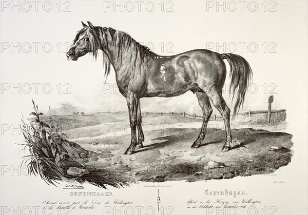 Copenhagen, the Duke of Wellington's horse, 19th century