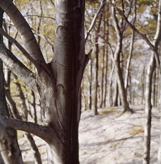 Beech wood, Sharpenhoe, Streatley, Bedfordshire, c1960s