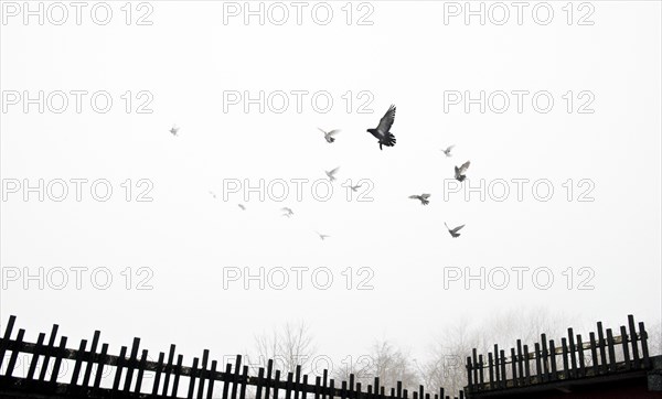 Pigeons flying into the mist from crees, Wrekenton, Gateshead, Tyne and Wear, c1980-c2017