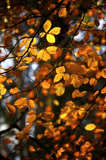 Yellow and gold autumn leaves still on the branch of a tree, 2009