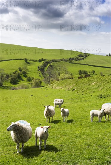 Offa's Dyke, Llanfair Hill, Herefordshire, 2009