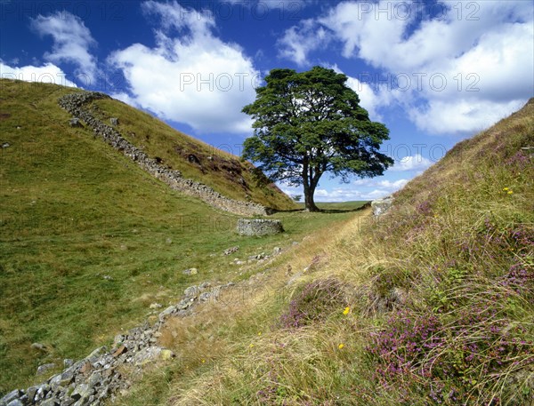 Sycamore Gap, near Steel Rigg, Hadrian's Wall, Northumberland, 2010