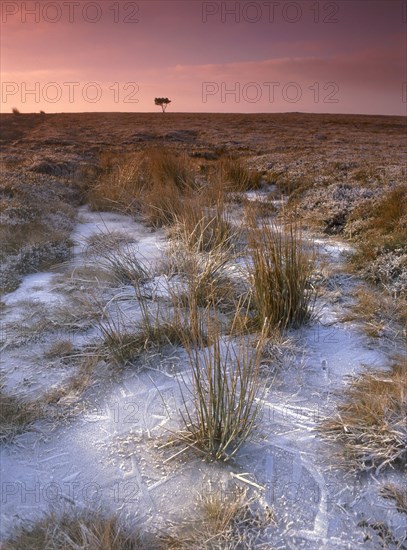 Egton Moor, North Yorkshire, 2010