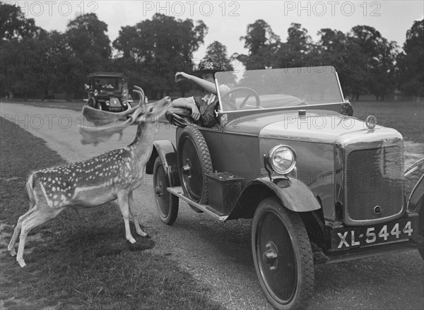 Woman in a BSA car feeding a deer in Richmond Park, Surrey, c1920s. Artist: Bill Brunell.