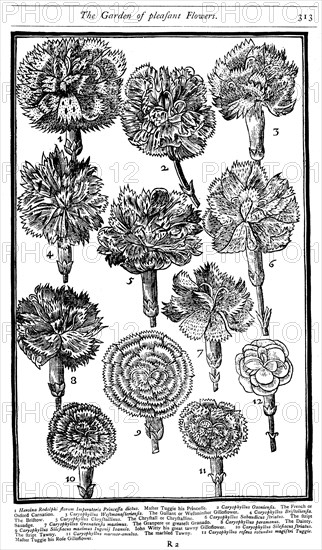 Dianthus (Carnations and Pinks), 1629. Artist: Unknown