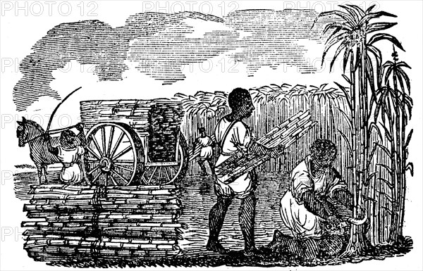 Slaves harvesting sugar cane in Louisiana, 1833. Artist: Unknown