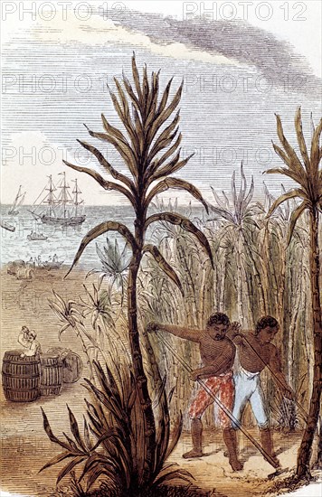 Slaves cultivating sugar cane in the West Indies, 1852. Artist: Unknown