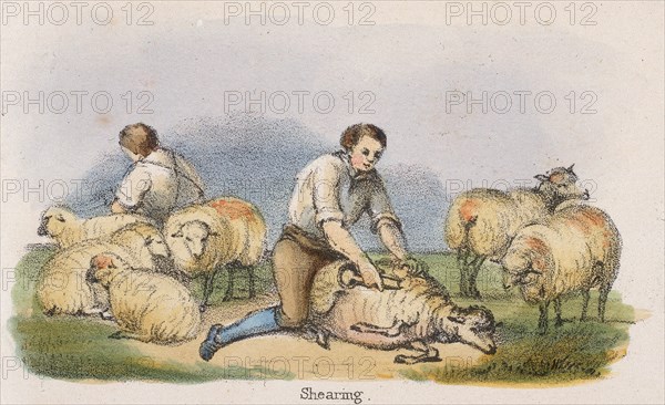 'Shearing', c1845. Artist: Benjamin Waterhouse Hawkins