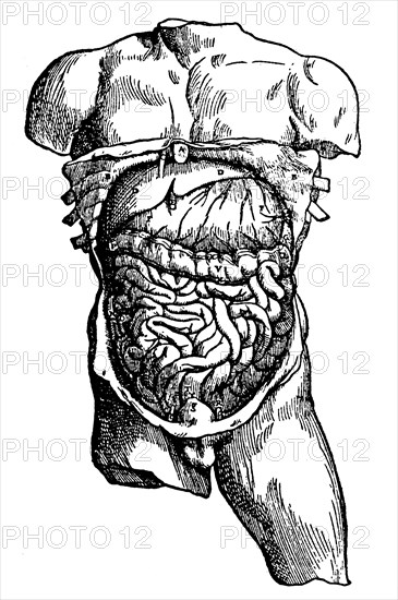 Abdominal cavity and its contents, 1543. Artist: Unknown