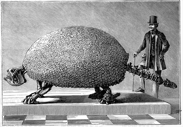 Fossil of a giant armadillo from South America, c1890. Artist: Unknown