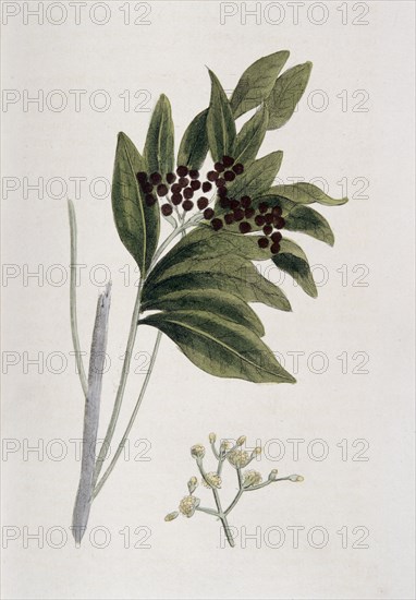 Allspice, 1823. Artist: Unknown