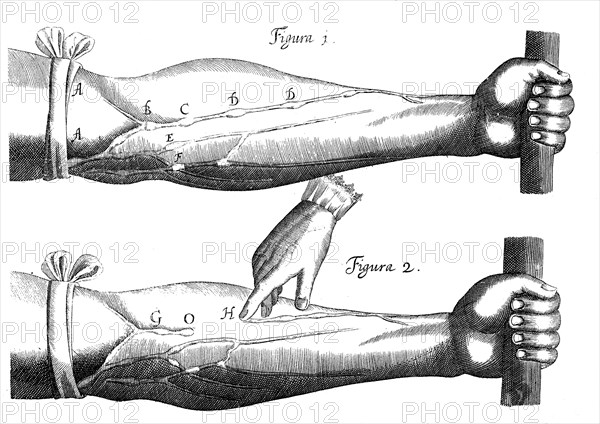 Circulation of the blood, 1628. Artist: Unknown