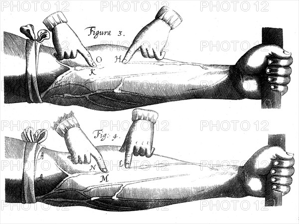 Circulation of the blood, 1628. Artist: Unknown