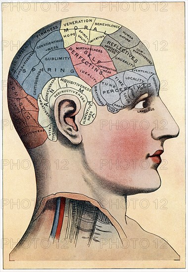 Phrenology chart, showing presumed areas of activity of the brain, c1920. Artist: Unknown