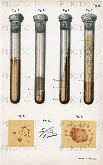 Various types of bacteria, 1889. Creator: Unknown.