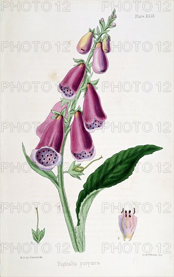 Foxglove (Digitalis purpurea), 19th century. Artist: Unknown