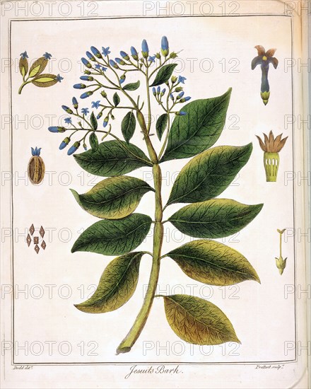 Cinchona (Jesuit's or Peruvian Bark) 1795. Artist: Unknown