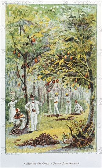 Collecting cocoa, Venezuela, 1892. Artist: Unknown