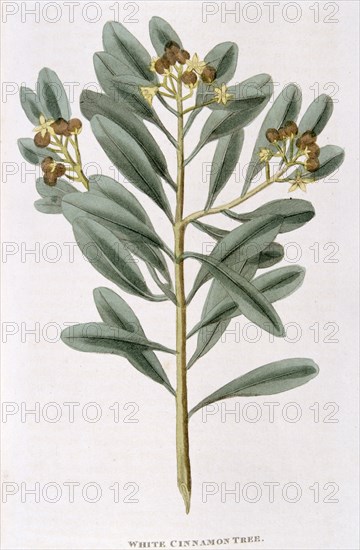 Sprig of white cinnamon (Canella alba), 1823. Artist: Unknown