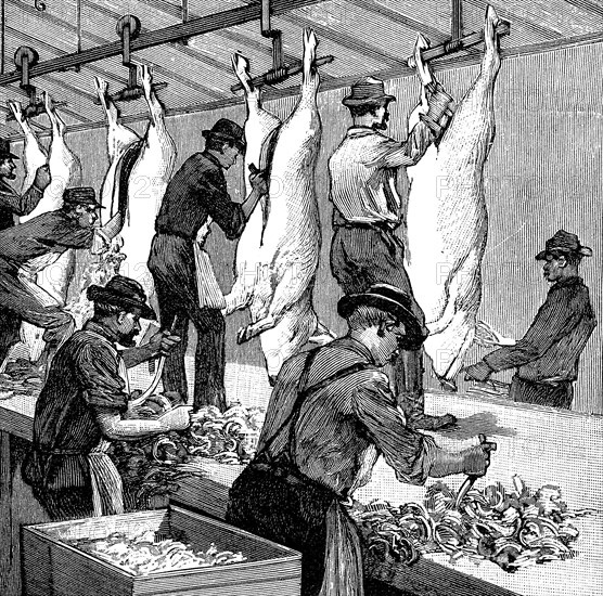 Armour Company's pig slaughterhouse, Chicago, Illinois, USA, 1892. Artist: Unknown