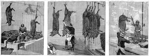 Armour Company's pig slaughterhouse, Chicago, Illinois, USA, 1892. Artist: Unknown