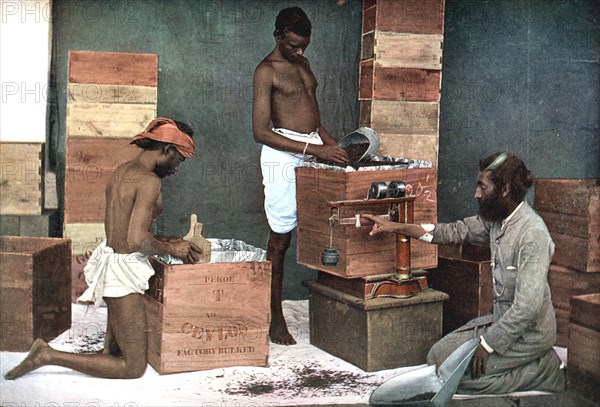 Packing and weighing tea for export on a Ceylon (Sri Lanka) estate, 1905. Artist: Unknown