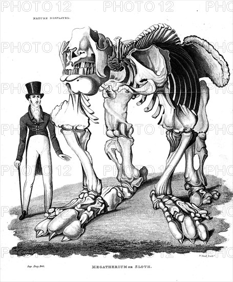 Skeleton of Megatherium, extinct giant ground sloth, 1823. Artist: Unknown