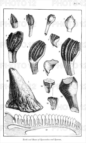 Comparison of the teeth of an iguanodon with those of a modern iguana, 1836. Artist: Unknown